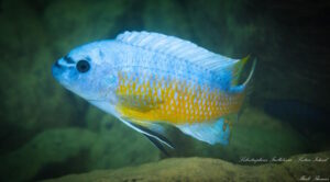 Labeotropheus fuelleborni 'Katale Island'